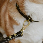 Black Leather Dog Leash Lifestyle Closeup
