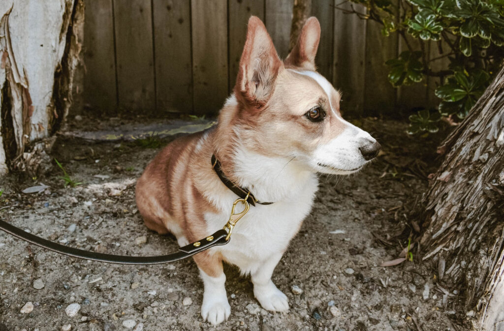Corgi Modeling Black Leather Leash and Collar
