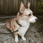 Corgi in Black Leather-Leash and Collar