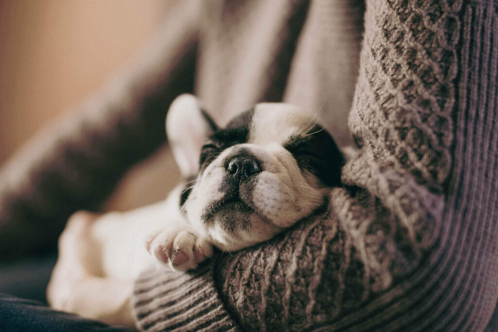 The Ultimate Getting Started Guide for New Puppy Owners