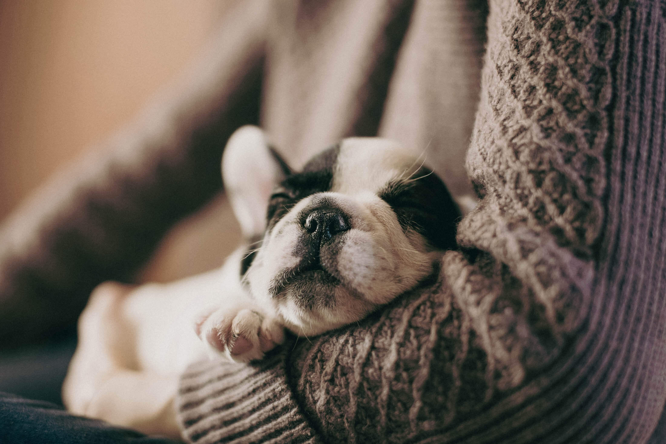 The Ultimate Getting Started Guide for New Puppy Owners