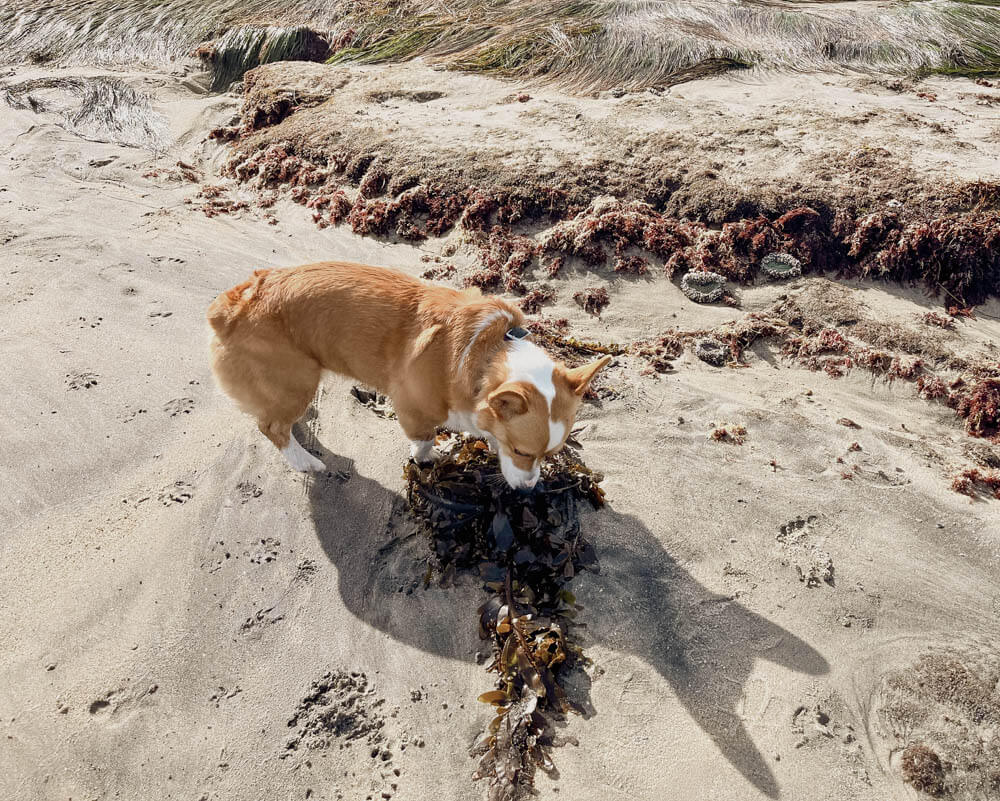Corgi exploring the beach and sniffing seaweed