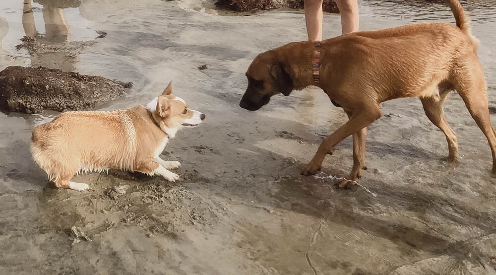 Dogs meeting at the beach