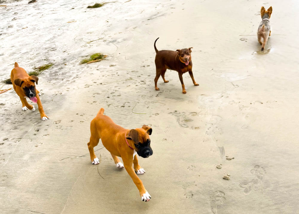 Dogs on Beach at Cardiff by the Sea