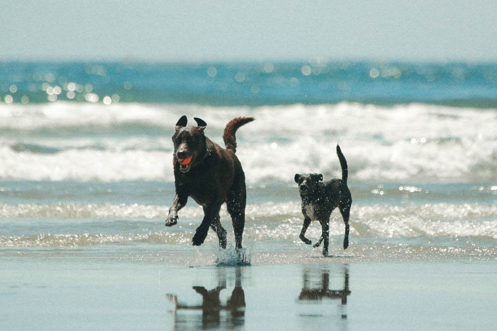 Dogs having fun at the beach