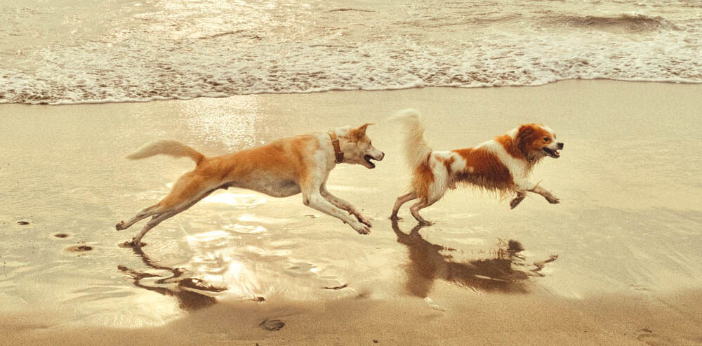 Dogs running on beach