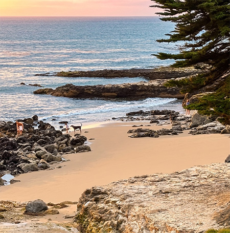 Dog Friendly Santa Cruz Tidepooling Dogs