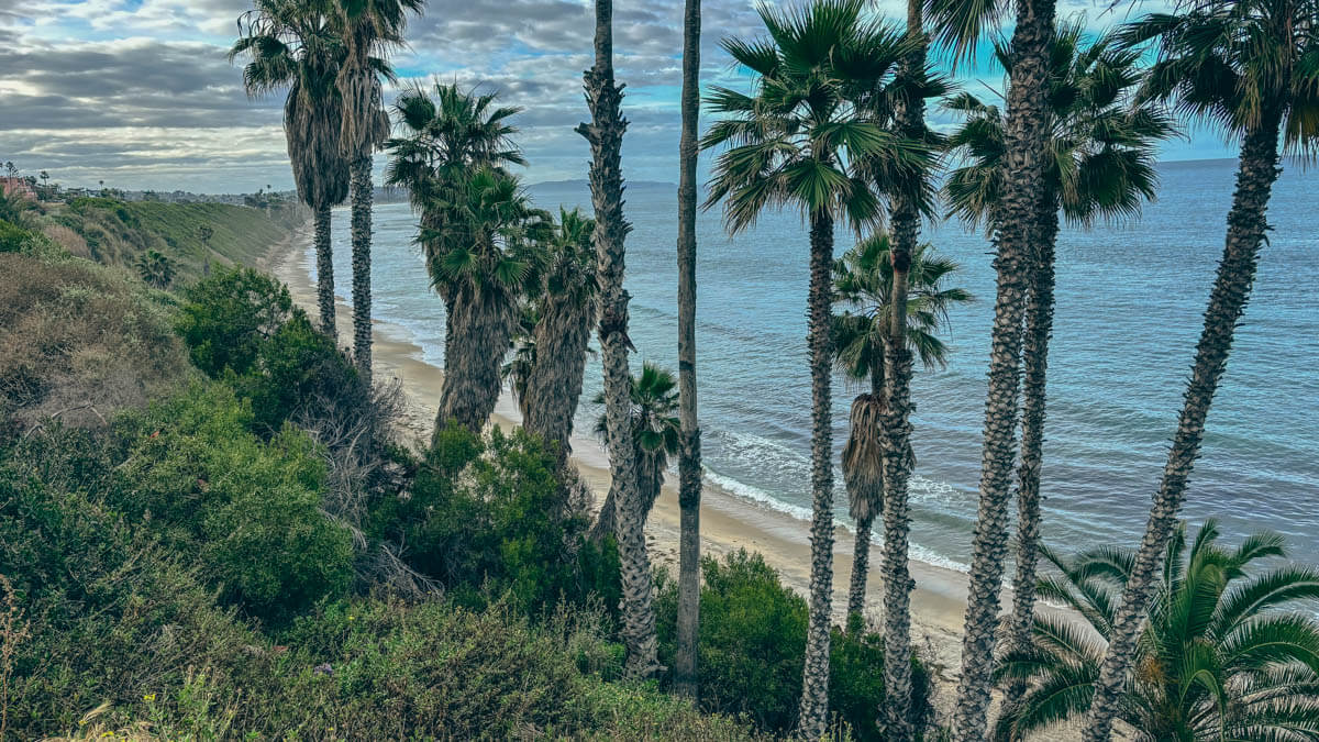 Swamis Palm trees looking south toward Cardiff