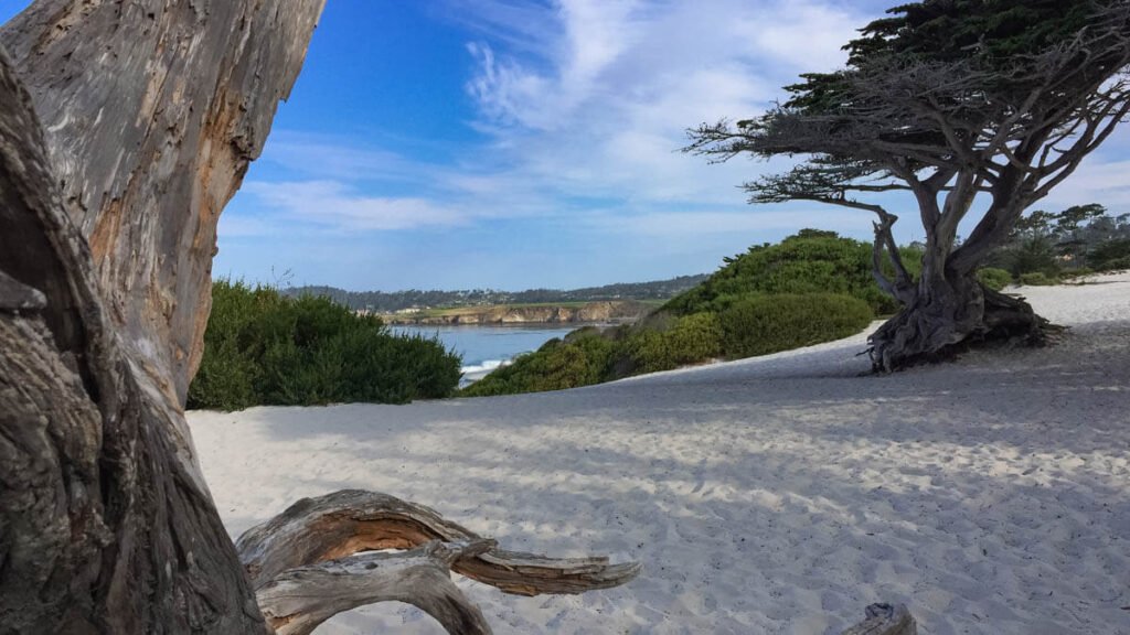 Trees on Carmel Beach