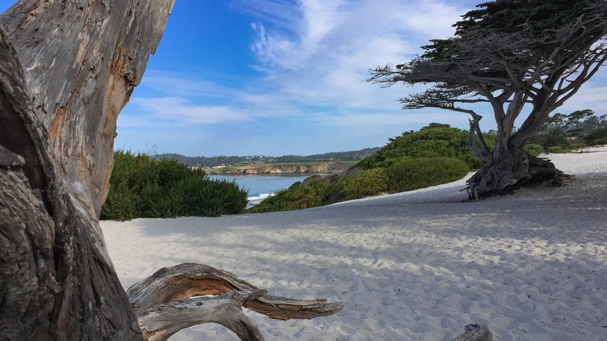 Cypress Trees on Carmel Beach