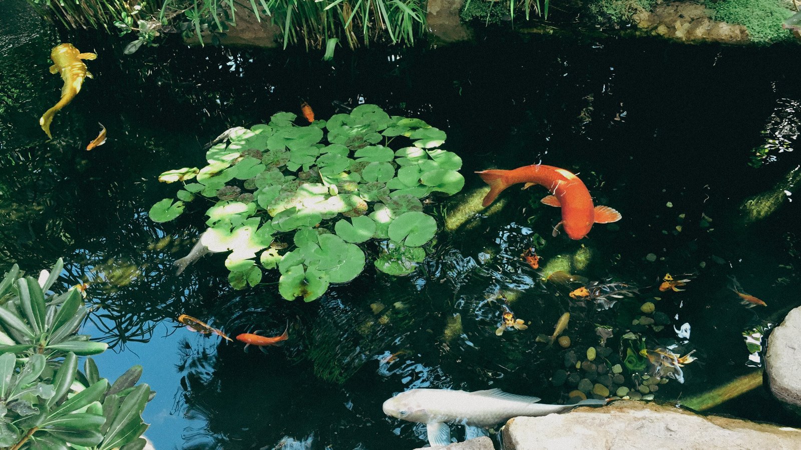 Koi ponds at the Self-Realization Fellowship meditation gardens above Swamis Beach