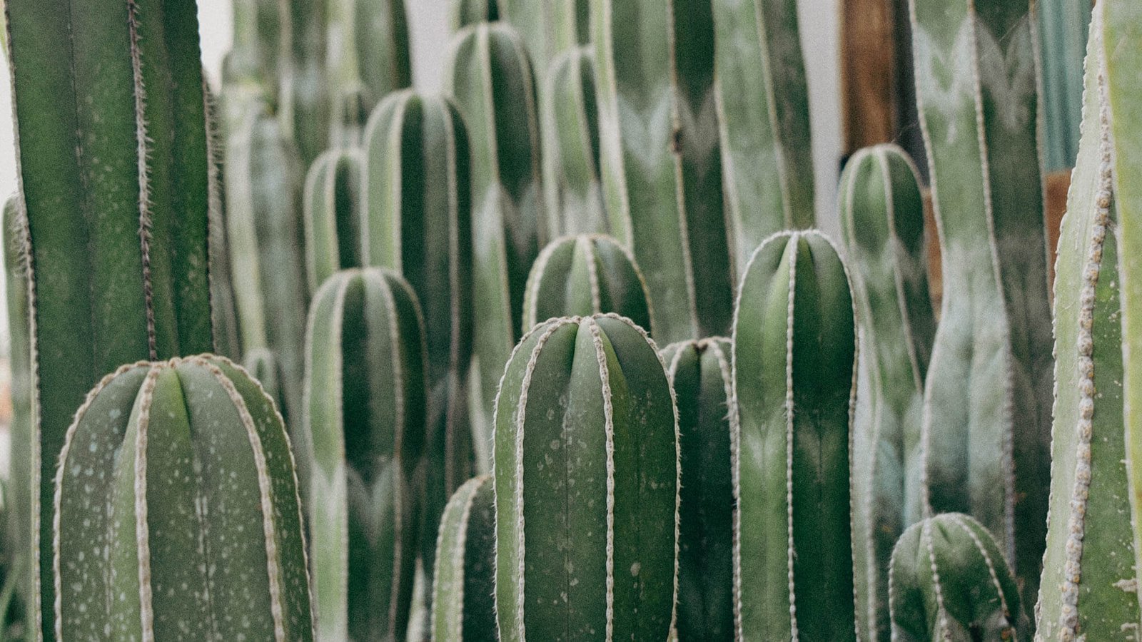 Cactus in Todos Santos Mexico
