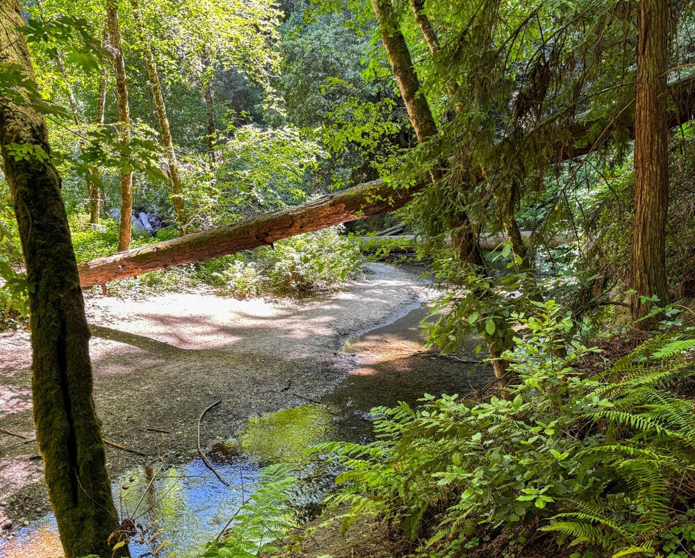 Forest of Nisene Marks State Park