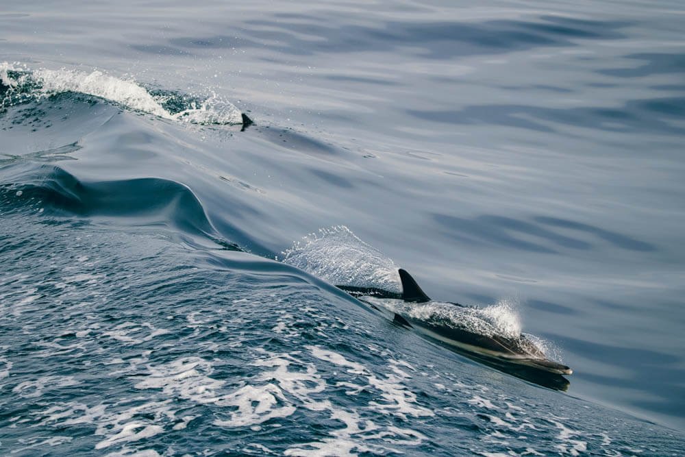 Dolphins off the Encinitas coast
