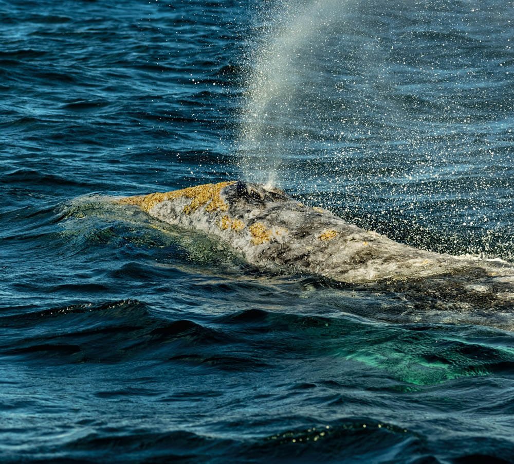 Gray whale on the California Coast