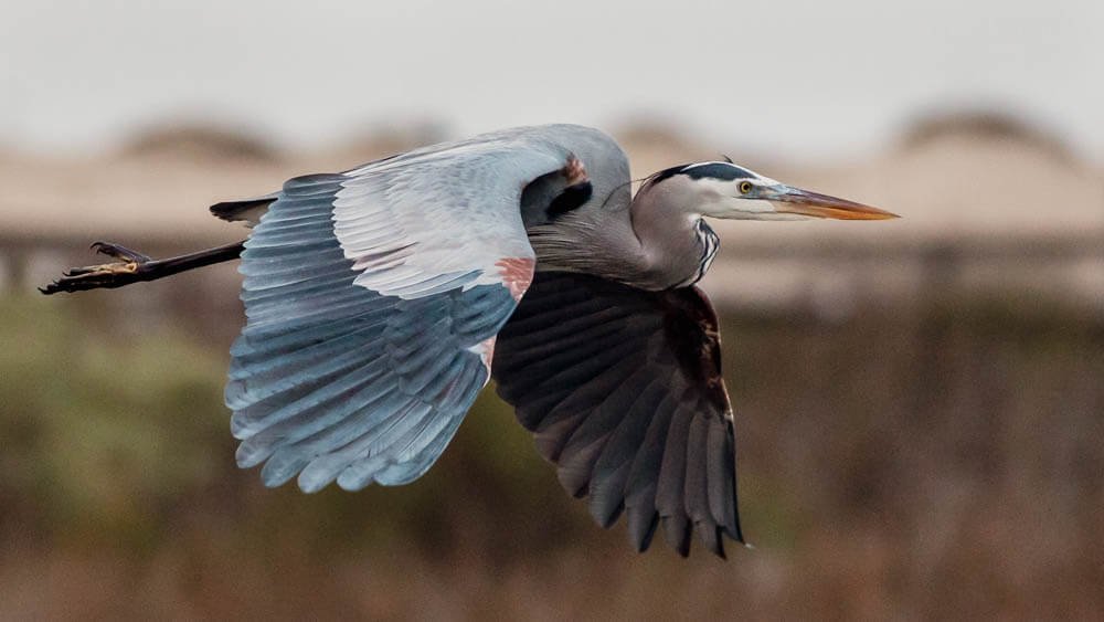 Great blue heron