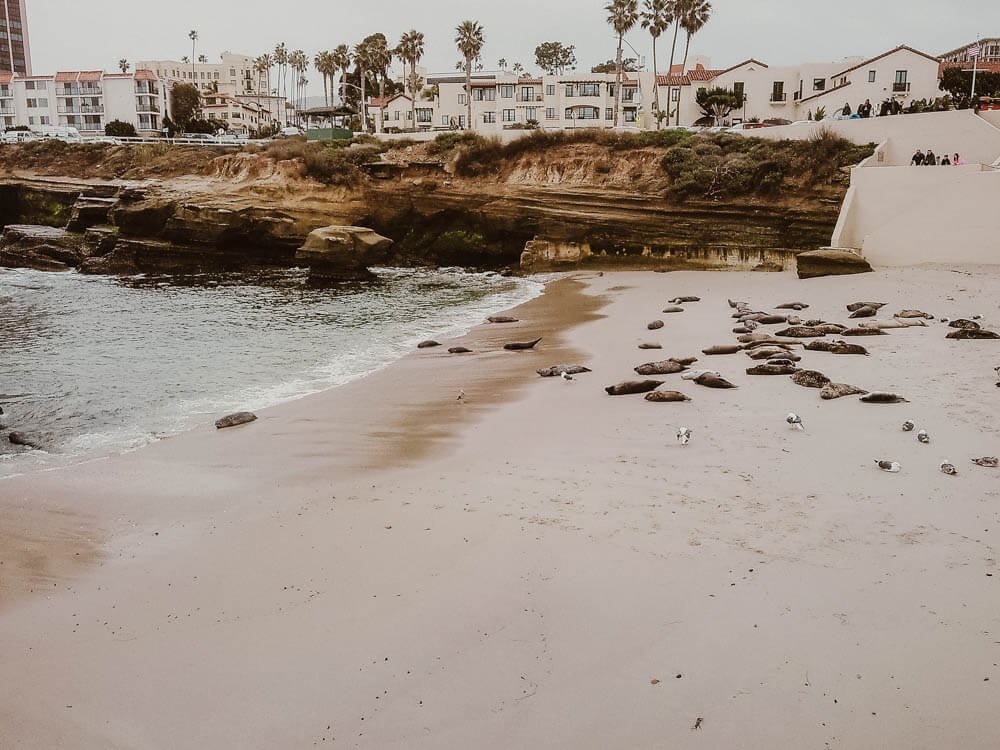 Harbor seal colony at the Children's Pool, La Jolla California