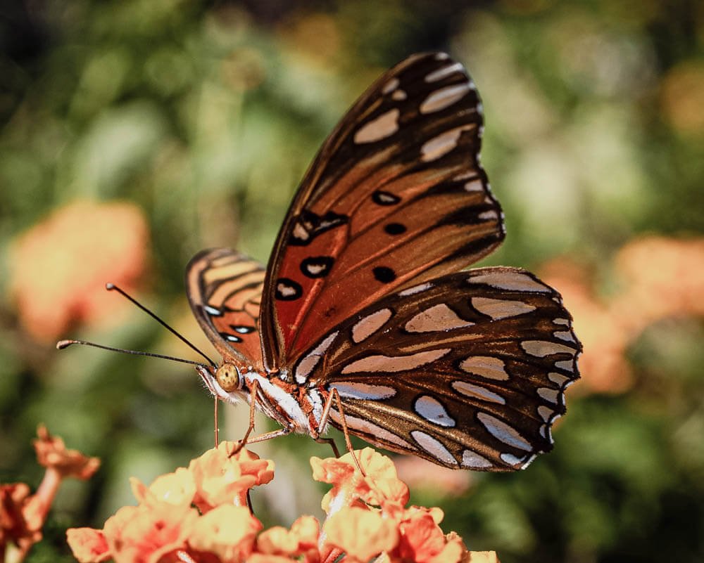 Monarch butterfly migration