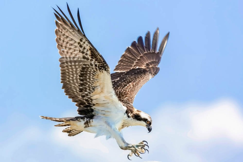 Osprey in flight
