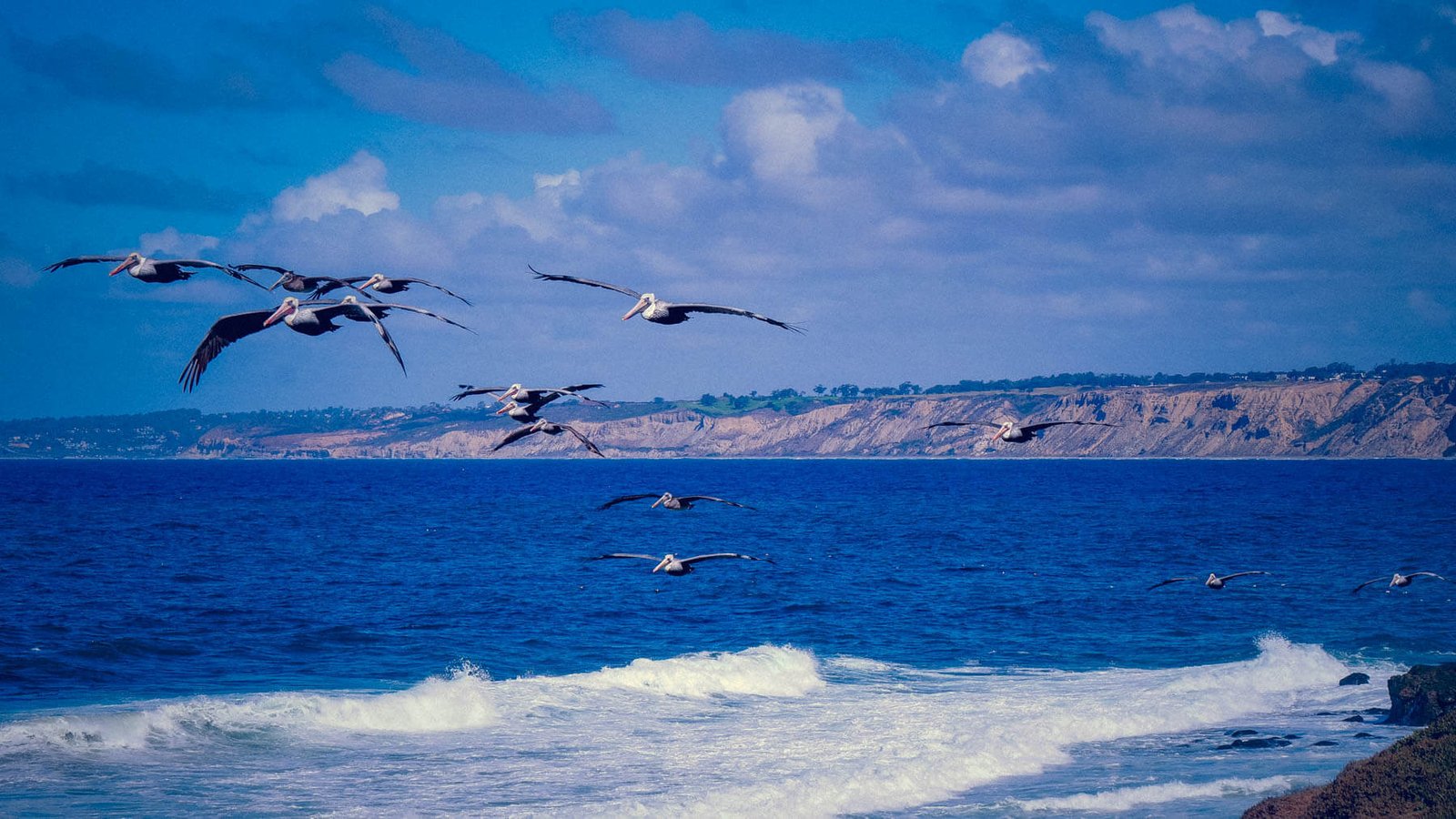 Brown pelican in flight above the California coast — a common sight along the North County coast