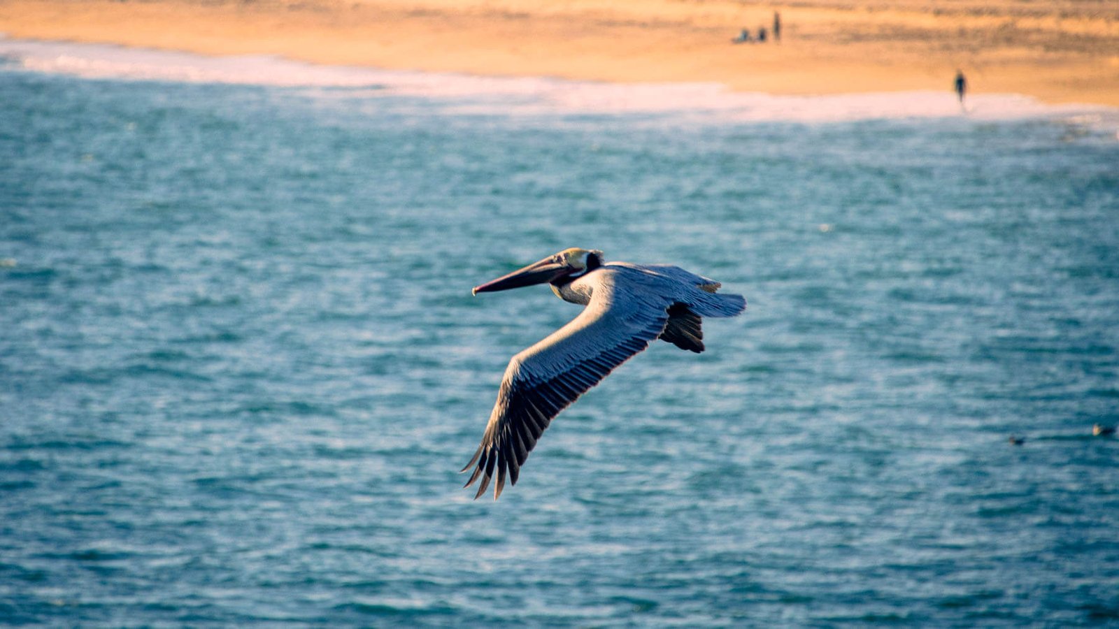 Brown pelican gliding above the North County San Diego coastline