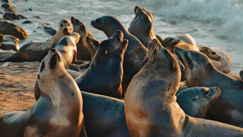 Sea Lions on the California Coast
