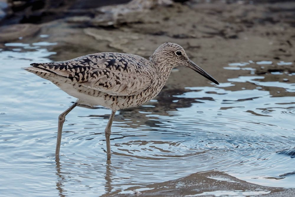 Western sandpipers at San Elijo Lagoon, San Diego coast