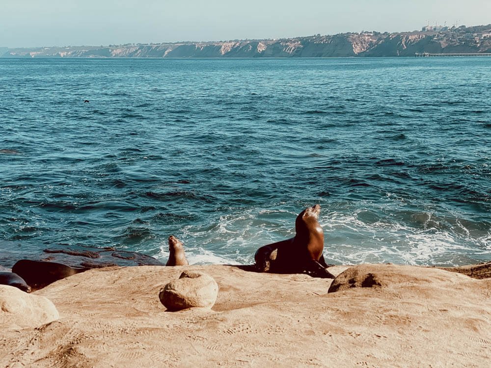 California sea lions near La Jolla Cove, viewed from the cliff path above